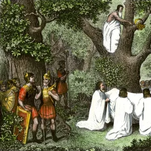 Druids cutting mistletoe