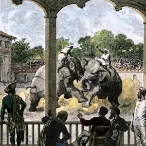 Elephant-fight for sport in British colonial India