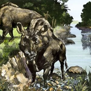 Elothere, an extinct hog of North America