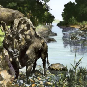 Elothere, an extinct hog of North America