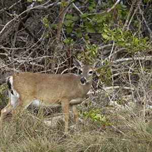 Endangered key deer doe, Florida