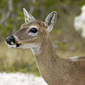 Endangered key deer, Florida