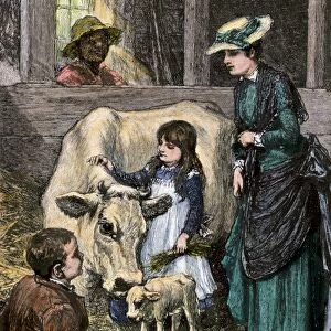Family farm cow with her new calf, 1800s