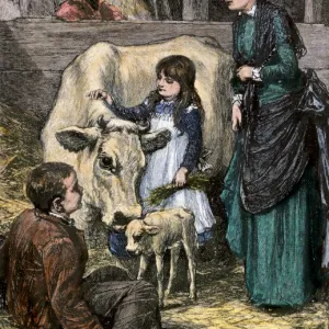 Family farm cow with her new calf, 1800s