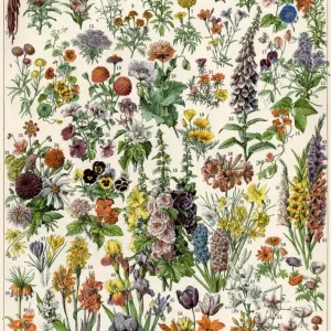 Color Print of Mixed Garden Flowers Color Print of Mixed Garden Flowers