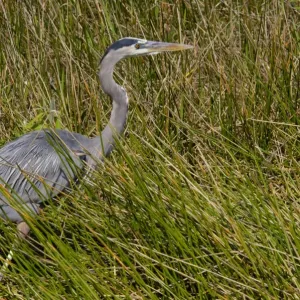 Great blue heron in the Florida Everglades Great blue heron in the Florida Everglades