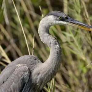 Great blue heron in the Florida Everglades Great blue heron in the Florida Everglades