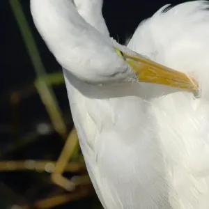 Great egret in the Florida Everglades Great egret in the Florida Everglades