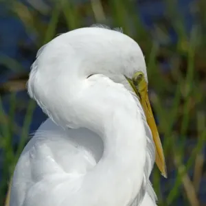 Great egret in the Florida Everglades Great egret in the Florida Everglades