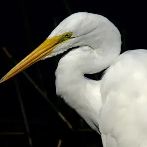 Great egret in the Florida Everglades Great egret in the Florida Everglades