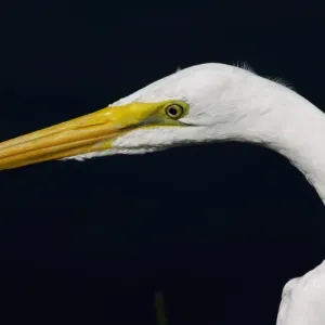 Great egret in the Florida Everglades Great egret in the Florida Everglades