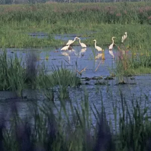 Great egrets in a Wisconsin wetland Great egrets in a Wisconsin wetland