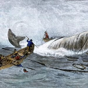 Harpooning a whale, 1800s