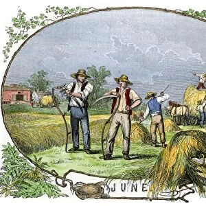 Hay harvest, 1800s