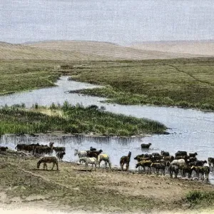 Herder watering horses Herder watering horses