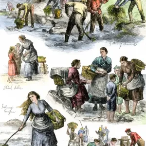 Hungry Irish people gathering seaweed for food Hungry Irish people gathering seaweed for food