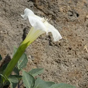 Jimson, or sacred datura, New Mexico Jimson, or sacred datura, New Mexico