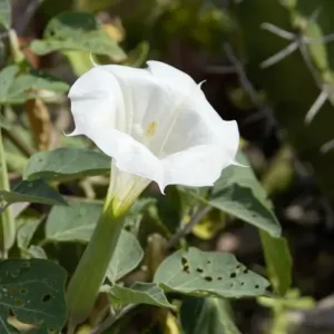 Jimson Weed Print Jimson Weed Print