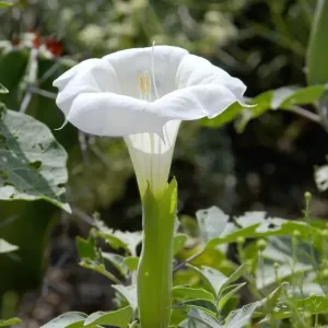 Jimson, or sacred datura, New Mexico Jimson, or sacred datura, New Mexico