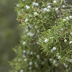 Juniper berries, Arizona