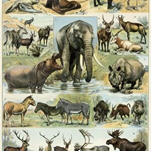 Some large mammals