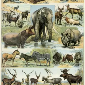 洋書 CLASSIC NATURAL HISTORY PRINTS MAMMALS Mammals (Classic natural history prints): Dance, S. Peter