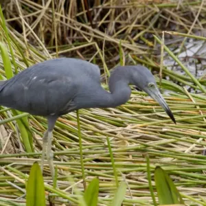 Little blue heron in the Florida Everglades Little blue heron in the Florida Everglades