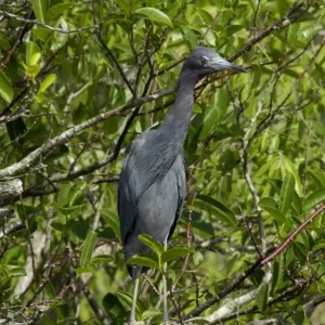 Little blue heron in the Florida Everglades Little blue heron in the Florida Everglades