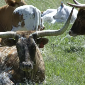 Longhorn cattle