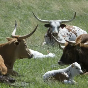 Longhorn cattle Longhorn cattle