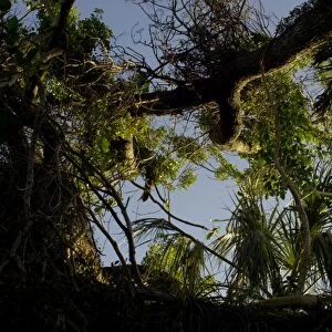 Mahogany tree in the Florida Everglades