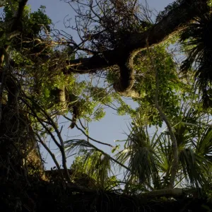 Mahogany tree in the Florida Everglades