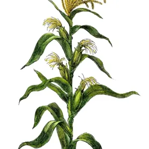 Hand-colored woodcut print of a Maize plant Hand-colored woodcut print of a Maize plant