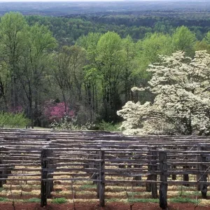 Monticello vineyard Monticello vineyard