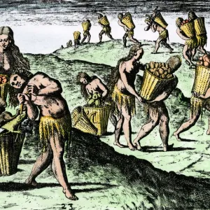 Natives gathering food in Florida, 1500s