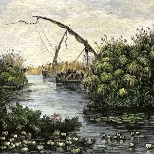 Nile River papyrus thickets