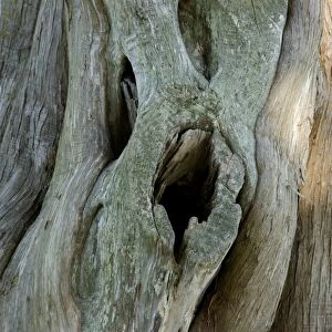 Old tree, Yorktown Battlefield, Virginia