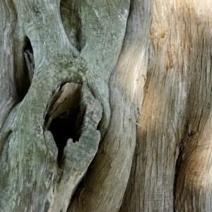 Yorktown Battlefield Old Tree Print Yorktown Battlefield Old Tree Print