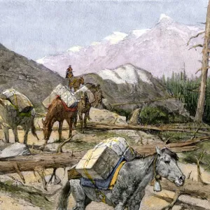 Pack horses in the Rocky Mountains, 1800s