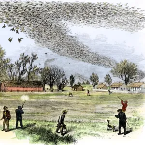 Passenger pigeons filling the skies before they were hunted to extinction