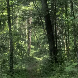 La voie de la route sauvage. La voie de la route sauvage.