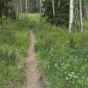 Pecos Wilderness trail, New Mexico Pecos Wilderness trail, New Mexico