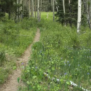 Pecos Wilderness trail, New Mexico Pecos Wilderness trail, New Mexico