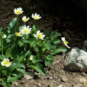 Pecos Wilderness wildflowers, New Mexico