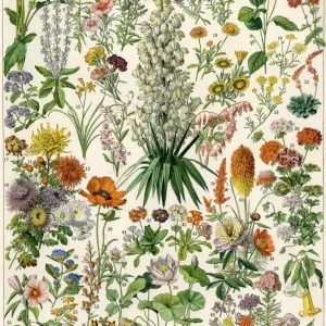 Perennial Garden Flowers Print Perennial Garden Flowers Print