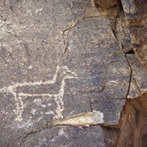 Petroglyph of a coyote or wolf, New Mexico