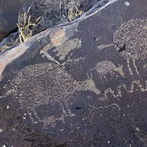 Petroglyphs of animals near Albuquerque, New Mexico