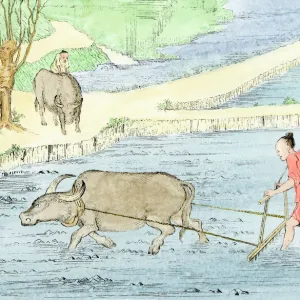 Plowing rice paddies with water buffalo