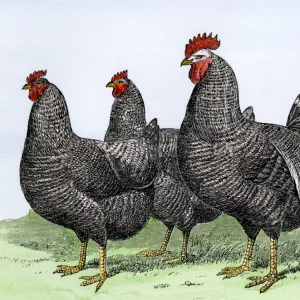 Plymouth Rock chickens