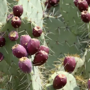 Prickly-pear cactus with fruit Prickly-pear cactus with fruit